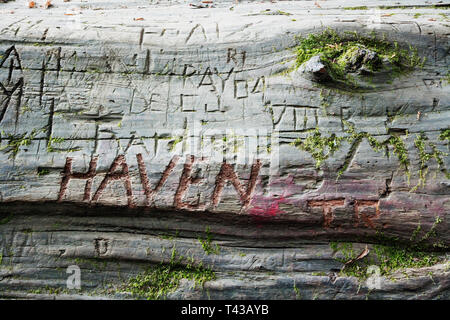 Closes up of names carved in redwood log Stock Photo