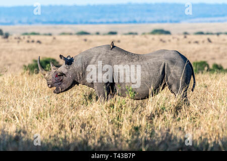 Bleeding rhino after fight grazing alone in Maasai Mara Stock Photo