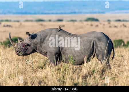 Bleeding rhino after fight grazing alone in Maasai Mara Stock Photo