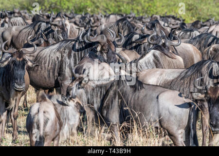 Group of Wildebeest gathering and preparing for crossing river during migration season, Mara triangle Stock Photo