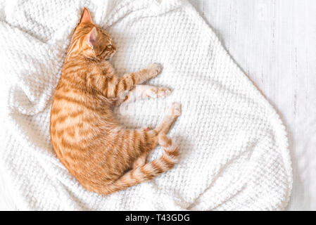 Ginger cat relaxing ang sleeping on soft white blanket, cozy home concept, cute red or ginger little cat. Stock Photo