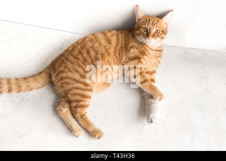 Sick cat with bandaged leg. Cute ginger cat with broken leg on white floor. Stock Photo