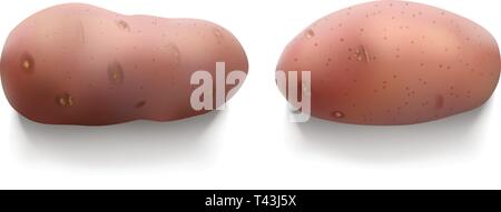 potatoes on white with shadows Stock Vector