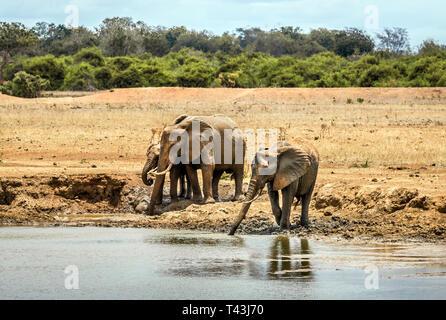 Herd of african elephants on savannah plains in Tsavo East park, Kenya