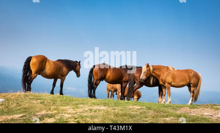 Group of wild horses in nature Stock Photo