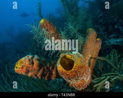 tube sponge -los roques venezuela Stock Photo