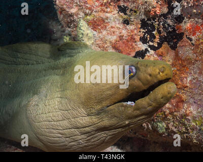 Gymnothorax funebris - Green Moray Eel - Los Roques Venezuela Stock Photo