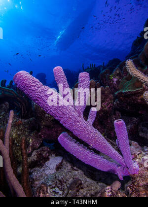 tube sponge -los roques venezuela Stock Photo