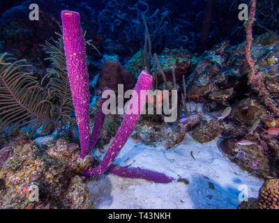 tube sponge -los roques venezuela Stock Photo