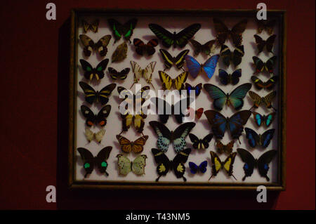 Collection of butterflies. Pinned in a box. Stock Photo