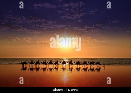 Camels on Cable Beach, Broome, Western Australia Stock Photo