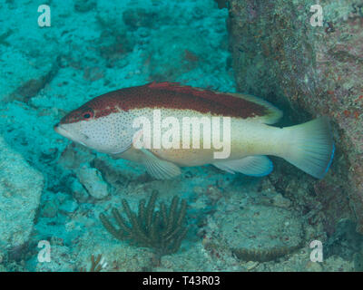 Coney Grouper, Cephalopholis fulva., EPINEPHELUS FULVUS, Los Roques, Venezuela Stock Photo