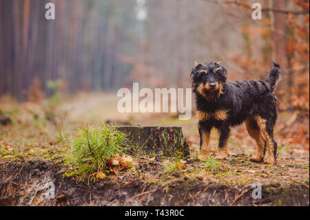German hunting terrier in the fall forest Stock Photo