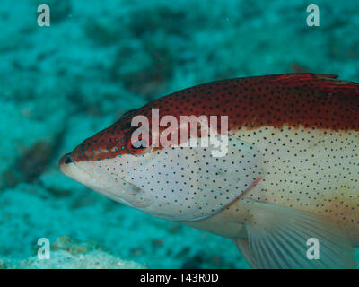 Coney Grouper, Cephalopholis fulva., EPINEPHELUS FULVUS, Los Roques, Venezuela Stock Photo