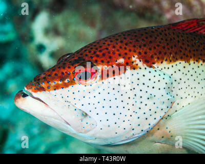 Coney Grouper, Cephalopholis fulva., EPINEPHELUS FULVUS, Los Roques, Venezuela Stock Photo