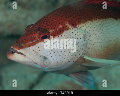 Coney Grouper, Cephalopholis fulva., EPINEPHELUS FULVUS, Los Roques, Venezuela Stock Photo