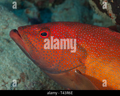 Coney Grouper, Cephalopholis fulva., EPINEPHELUS FULVUS, Los Roques, Venezuela Stock Photo