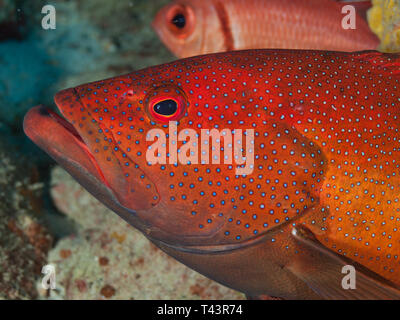 Coney Grouper, Cephalopholis fulva., EPINEPHELUS FULVUS, Los Roques, Venezuela Stock Photo