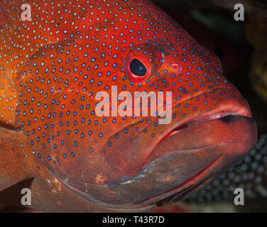 Coney Grouper, Cephalopholis fulva., EPINEPHELUS FULVUS, Los Roques, Venezuela Stock Photo