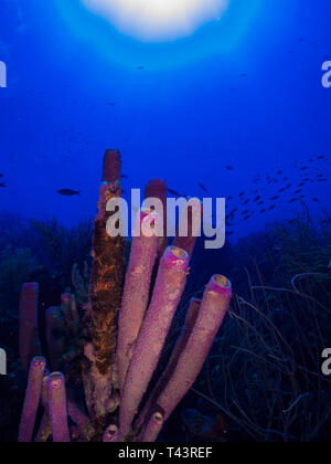 tube sponge -los roques venezuela Stock Photo