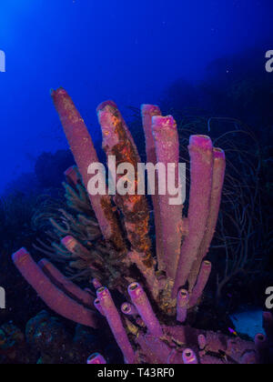 tube sponge -los roques venezuela Stock Photo