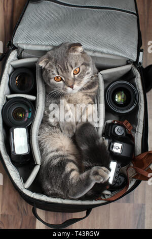 the cat sits in the bag Stock Photo