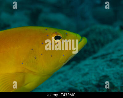 Coney Grouper, Cephalopholis fulva., EPINEPHELUS FULVUS, Los Roques, Venezuela Stock Photo