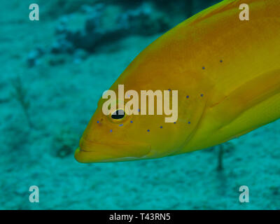 Coney Grouper, Cephalopholis fulva., EPINEPHELUS FULVUS, Los Roques, Venezuela Stock Photo