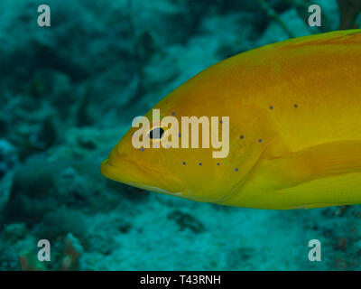 Coney Grouper, Cephalopholis fulva., EPINEPHELUS FULVUS, Los Roques, Venezuela Stock Photo