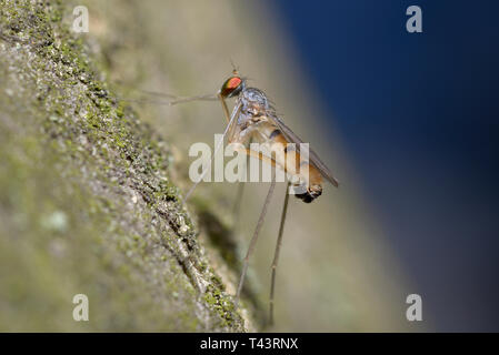 Tiny long-legged fly Neurigona quadrifasciata sitting on a tree trunk, blue background Stock Photo