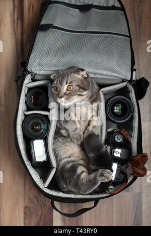 a cat in a photo bag bag Stock Photo