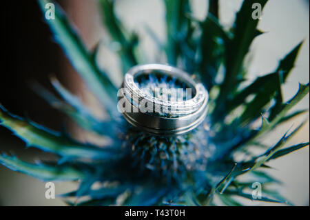 wedding rings. Close up of silver wedding rings on a flower thistle. Selective focus Stock Photo