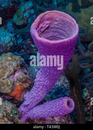 tube sponge -los roques venezuela Stock Photo