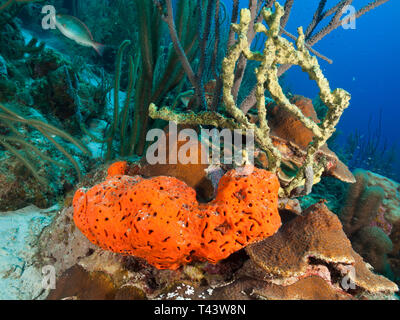 Agelas clathrodes in coral y sponge iotrochota birotulata -Metazoa -Los Roques. Venezuela Stock Photo