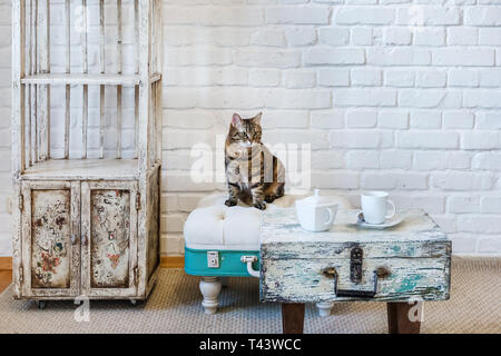 table, chairs, shelves on the background of a white brick wall in vintage loft interior with cat Stock Photo