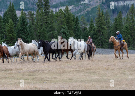 Cowboys lasso horses in the corral Stock Photo