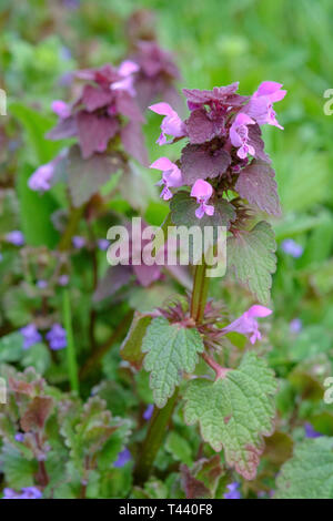 red deadnettle lamium purpureum growing in a rural countryside garden zala county hungary Stock Photo