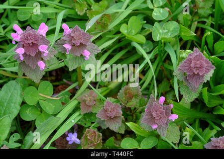 red deadnettle lamium purpureum growing in a rural countryside garden zala county hungary Stock Photo