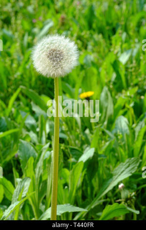 dandelions taraxacum officinale growing in a rural countryside garden zala county hungary Stock Photo