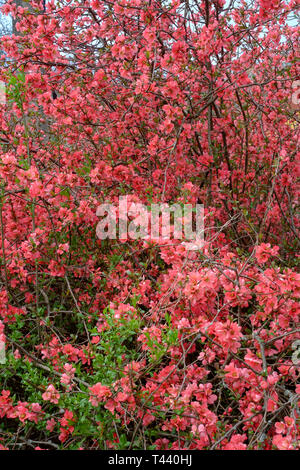 spring blossom on bush japanese quince chaenomeles speciosa in rural countryside village zala county hungary Stock Photo