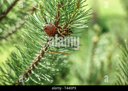 Shallow depth of field photo, only small coniferous cone in focus, young green fir tree, sun shines in back. Abstract spring forest background. Stock Photo