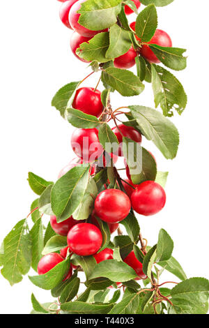 Red mirabele plums (Prunus domestica syriaca) with tree branch, isolated on white background. Stock Photo