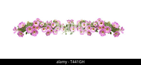 Pink petunia flowers string margin element isolated on white. Spring garden series, Mallorca, Spain. Stock Photo