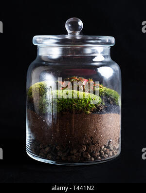 Jar of forest - plants in glass Stock Photo
