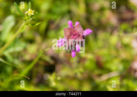 A purple Dead-Nettle growing wild in Teresita, Oklahoma Stock Photo