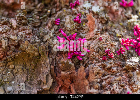 A Eastern Red bud tree with sprouts of flowering buds growing up the trunk located in Teresita, Oklahoma 2019 Stock Photo