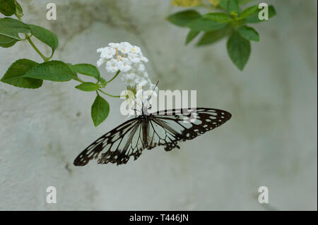 Glassy Tiger Butterfly, Parantica aglea, on flower, Klungkung, Bali, Indonesia Stock Photo