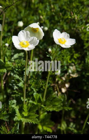 Anemone Sylvestris or snowdrop anemone Stock Photo