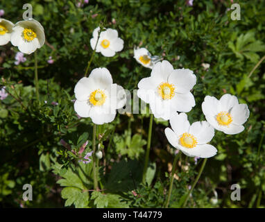 Anemone Sylvestris or snowdrop anemone Stock Photo