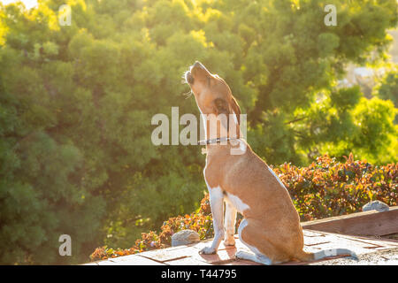 A howling mixed breed dog Stock Photo